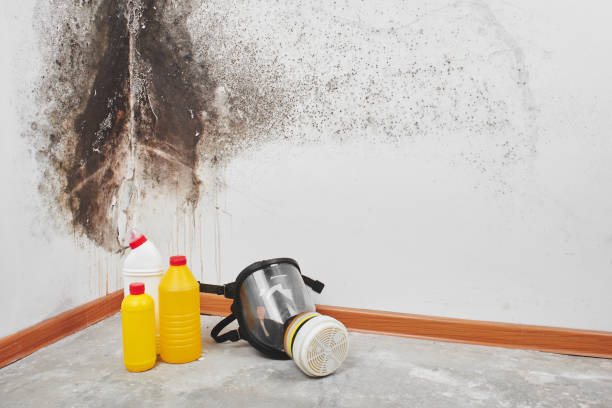 Best Toxic Mold Removal  in Denton, NC