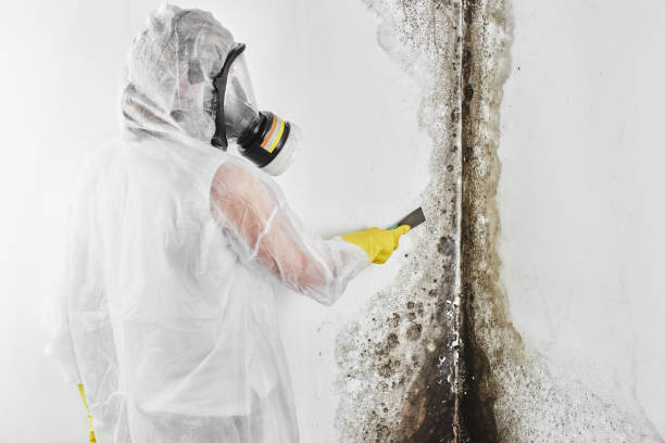 Best Best Mold Removal Companies  in Denton, NC