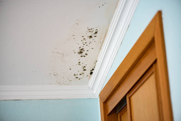 Best Mold Testing  in Denton, NC