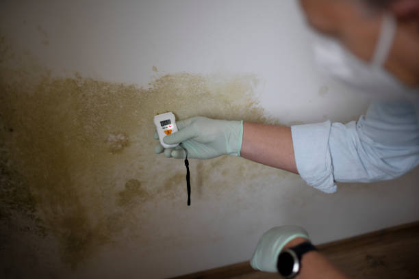 Best Professional Mold Removal  in Denton, NC