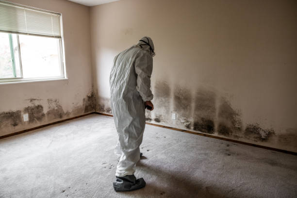 Best Same-Day Mold Removal  in Denton, NC