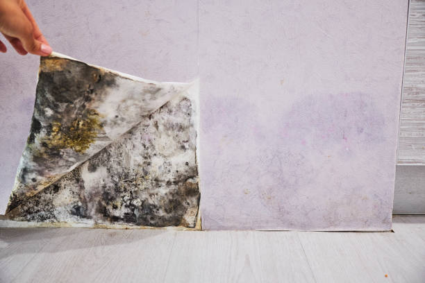 Best Mold Remediation  in Denton, NC